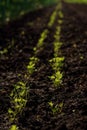 Carrot field. Sprouts of young carrot are growing from the soil in the kitchen garden.