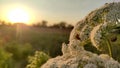 Blossoming carrot flower with sunset view, carrot flower with ladybirds Royalty Free Stock Photo