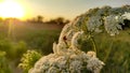 Blossoming carrot flower with sunset view, carrot flower with ladybirds Royalty Free Stock Photo