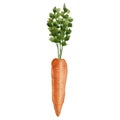 Carrot, fresh orance vegetable. Watercolor illustration hand painted isolated on white background