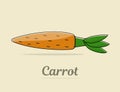Carrot. Fresh vegetable.