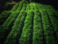 Carrot garden Royalty Free Stock Photo