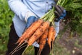 Carrot in garden. Farmer hands in gloves holding bunch of fresh carrots. Harvesting organic vegetables Royalty Free Stock Photo