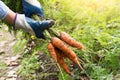 Carrot in garden. Farmer hands in gloves holding bunch of fresh carrots in sunlight. Harvesting organic vegetables Royalty Free Stock Photo