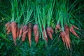 A carrot from the garden is a pile lying on the grass. Homemade vegetables. Healthy food Royalty Free Stock Photo