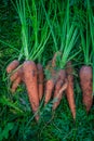A carrot from the garden is a pile lying on the grass. Homemade vegetables. Healthy food Royalty Free Stock Photo