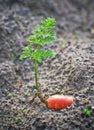 Carrot with green leave in ground