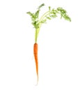 Carrot green leaves isolated white background Royalty Free Stock Photo