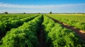 Carrot greens in high quality fields for daily nutritional needs. Generative AI