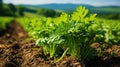 Carrot greens in high quality fields for daily nutritional needs. Generative AI