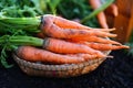 carrot on ground, fresh carrots growing in carrot field vegetable grows in the garden in the soil organic farm harvest Royalty Free Stock Photo