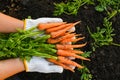 carrot on ground with hand holding, fresh carrots growing in carrot field vegetable grows in the garden in the soil organic farm Royalty Free Stock Photo