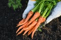 Carrot on ground with hand holding, fresh carrots growing in carrot field vegetable grows in the garden in the soil organic farm Royalty Free Stock Photo