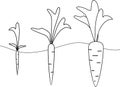 Carrot growth stages