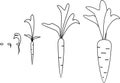 Carrot growth stages