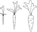 Carrot growth stages