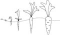 Carrot growth stages