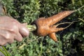 Carrot in hand