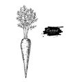 Carrot hand drawn vector illustration. Isolated Vegetable engrav Royalty Free Stock Photo