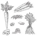 Carrot hand drawn vector illustration set. Isolated Vegetable engraved style object with sliced pieces. Detailed