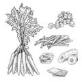 Carrot hand drawn vector illustration set. Vegetable engraved style object with sliced pieces. Detailed