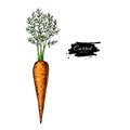 Carrot hand drawn vector illustration. Vegetable Isolated object. Detailed vegetarian food