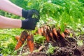 Carrot in the hands of a farmer. Harvesting. Growing organic vegetables. Freshly harvested carrots. Summer harvest. Agriculture. Royalty Free Stock Photo