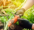 Carrot in the hands of a farmer. Harvesting. Growing organic vegetables. Freshly harvested carrots. Summer harvest. Agriculture.