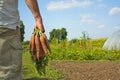 Carrot harvest