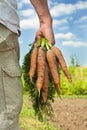 Carrot harvest