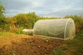 Carrot harvest in the garden in autumn