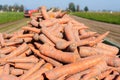 Carrot harvest