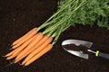 Carrot harvest in a vegetable garden