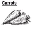 Carrot. harvesting. natural vegetables.