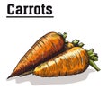 Carrot. harvesting. natural vegetables.