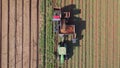 Carrot harvesting using agricultural machinery harvesting equipment.