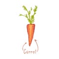 Carrot. Carrot icon. Doodle carrot illustration