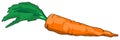 Carrot illustration