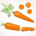 Carrot illustration