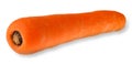 Carrot isolated