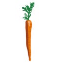 Carrot isolated vector vertical icon on white color background. Popular vegitable.