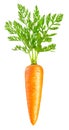 Carrot isolated on white Royalty Free Stock Photo