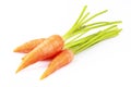 Carrot isolated white background, composition for label design Royalty Free Stock Photo