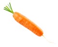 Carrot isolated on white. Fresh ripe vegetables Royalty Free Stock Photo