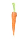 Carrot isolated on white background,single object studio shot.Vegetable