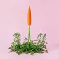 Carrot launches like a rocket on pink background.