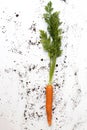 Carrot with leaves freshly picked from the garden