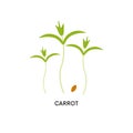 Carrot microgreens and seed