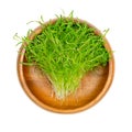 Carrot microgreens, seedlings of Daucus carota, in a wooden bowl Royalty Free Stock Photo