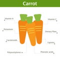 Carrot nutrient of facts and health benefits, info graphic